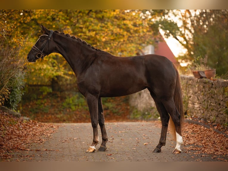 Caballo alemán Yegua 4 años 167 cm Alazán-tostado in Bielefeld