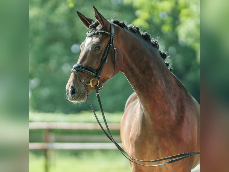 Caballo alemán Yegua 4 años 167 cm Castaño in Münster