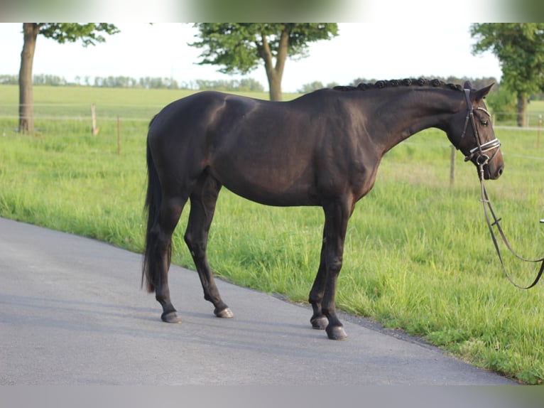 Caballo alemán Yegua 4 años 167 cm Castaño oscuro in Trebbin