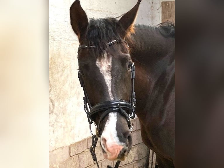 Caballo alemán Yegua 4 años 168 cm Alazán-tostado in Beckingen