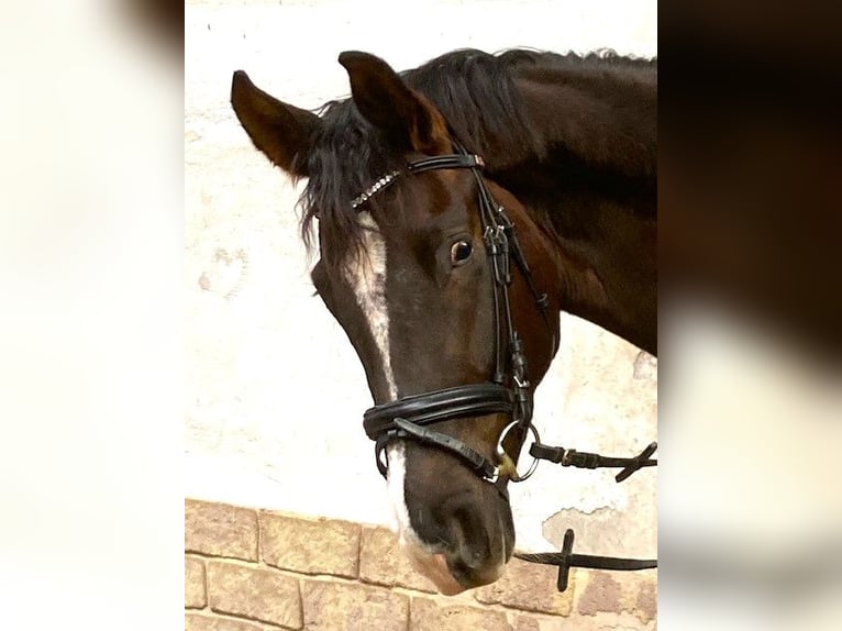 Caballo alemán Yegua 4 años 168 cm Alazán-tostado in Beckingen