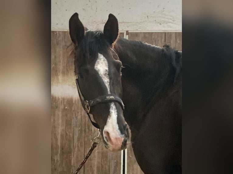 Caballo alemán Yegua 4 años 168 cm Alazán-tostado in Beckingen