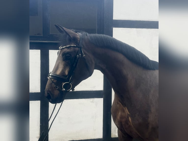 Caballo alemán Yegua 4 años 168 cm Castaño oscuro in Wetter (Ruhr)