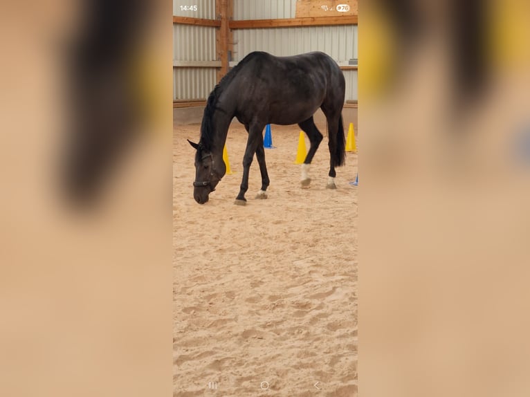 Caballo alemán Yegua 4 años 168 cm Negro in Lauterstein