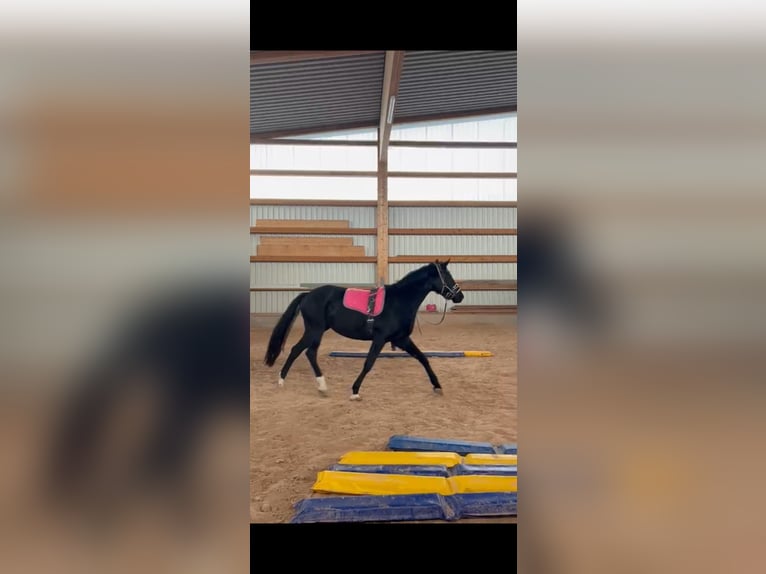 Caballo alemán Yegua 4 años 168 cm Negro in Lauterstein