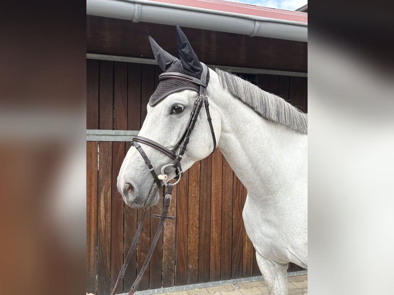 Caballo alemán Yegua 4 años 168 cm Tordo in Rommerskirchen