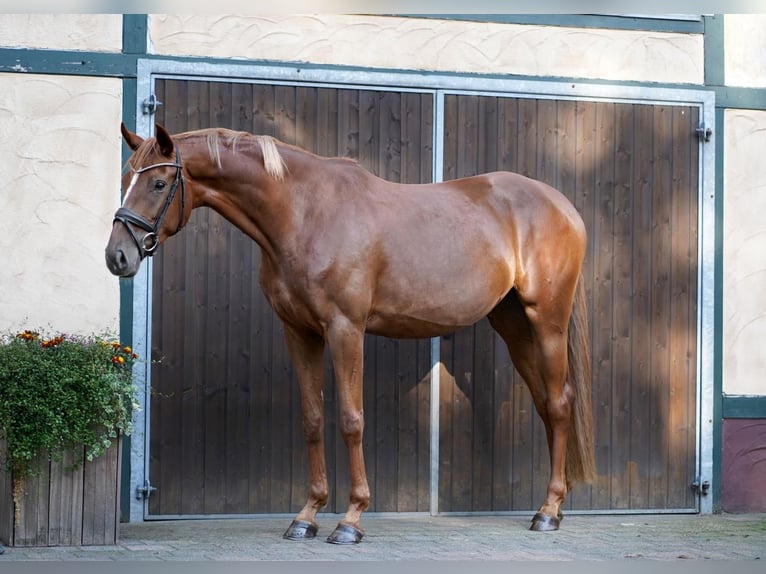 Caballo alemán Yegua 4 años 170 cm Alazán in RhedE