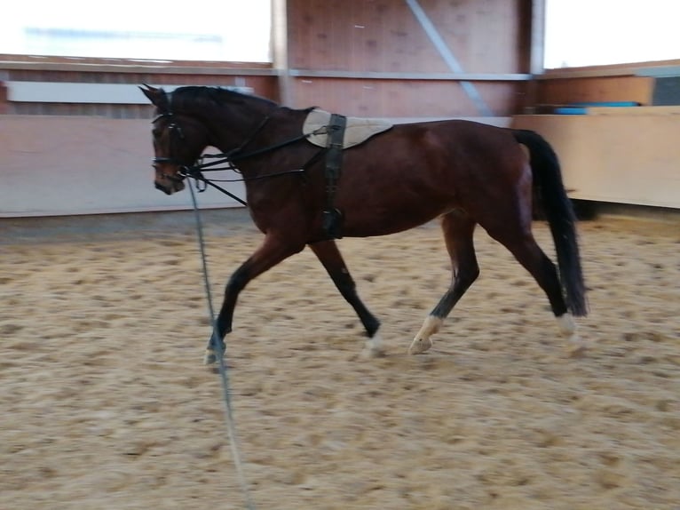 Caballo alemán Yegua 4 años 170 cm Castaño in Fuldatal