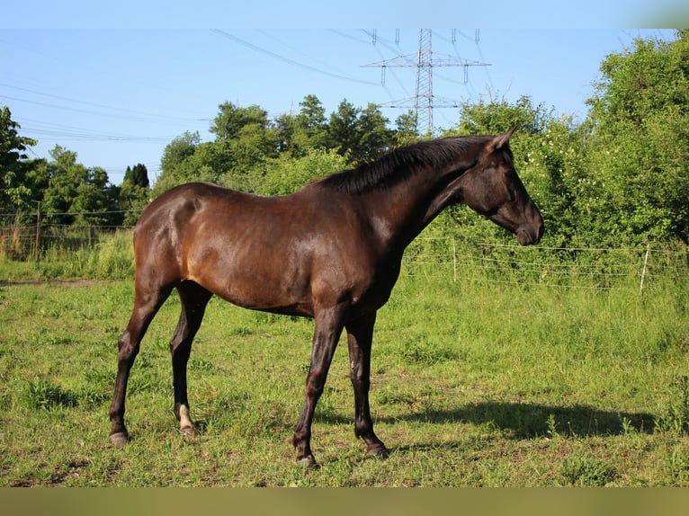 Caballo alemán Yegua 4 años 170 cm Castaño oscuro in Eggenstein-Leopoldshafen