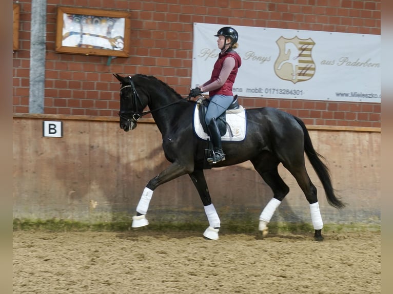 Caballo alemán Yegua 4 años 170 cm Negro in Paderborn