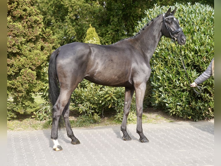 Caballo alemán Yegua 4 años 170 cm Negro in Paderborn