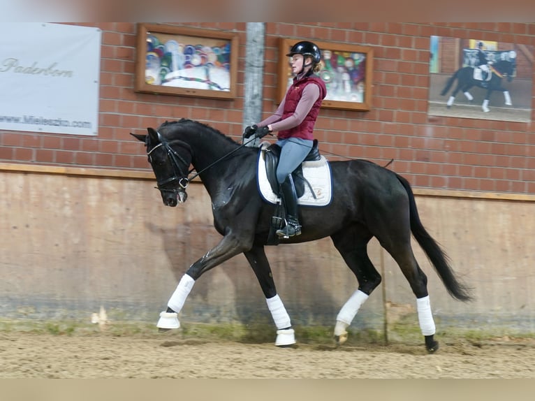 Caballo alemán Yegua 4 años 170 cm Negro in Paderborn