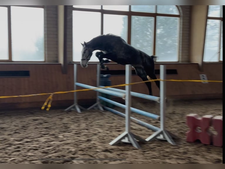 Caballo alemán Yegua 4 años 170 cm Tordo rodado in Wittichenau