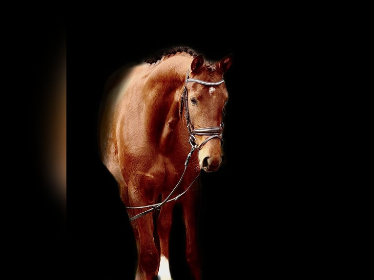 Caballo alemán Yegua 4 años 171 cm Alazán-tostado in Senden