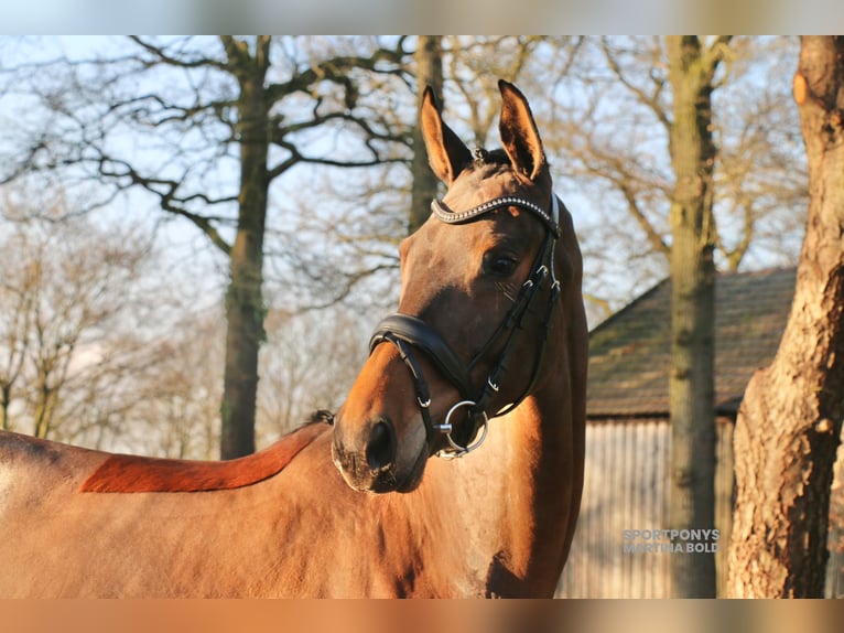 Caballo alemán Yegua 4 años 172 cm Castaño in Recke, bei Osnabrück