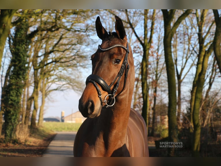 Caballo alemán Yegua 4 años 172 cm Castaño in Recke, bei Osnabrück