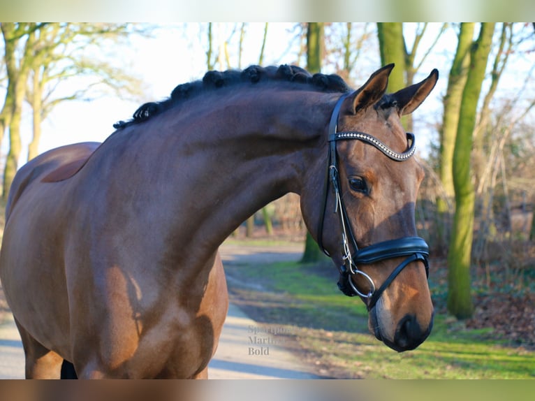 Caballo alemán Yegua 4 años 172 cm Castaño in Recke, bei Osnabrück