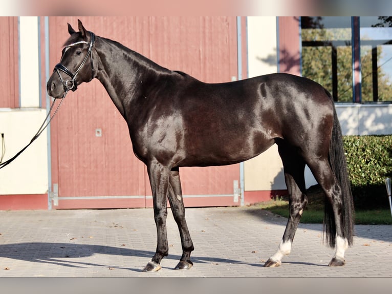 Caballo alemán Yegua 4 años 173 cm Negro in Warendorf