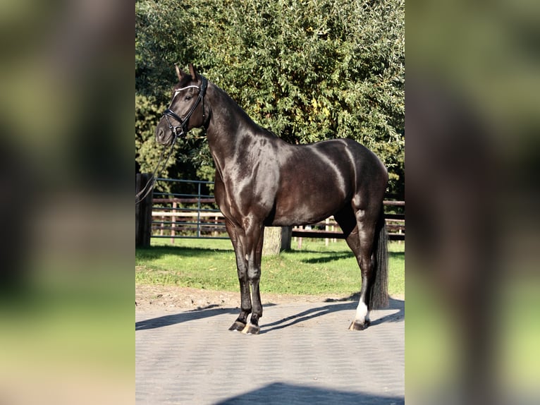 Caballo alemán Yegua 4 años 173 cm Negro in Warendorf