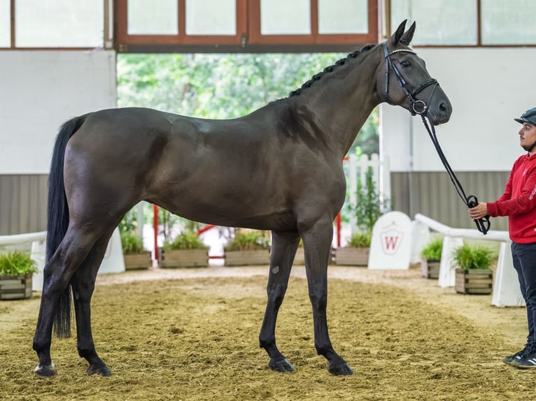 Caballo alemán Yegua 4 años 174 cm Negro in Mnster-Handorf