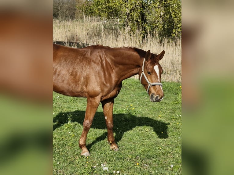 Caballo alemán Yegua 4 años 177 cm Alazán in Lindau (Bodensee)