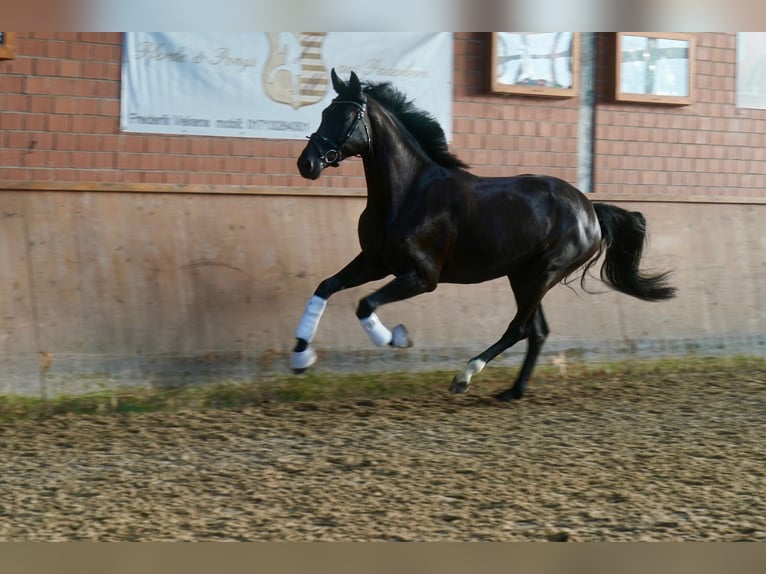 Caballo alemán Yegua 4 años Negro in Paderborn