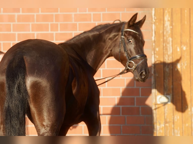 Caballo alemán Yegua 4 años Negro in Paderborn