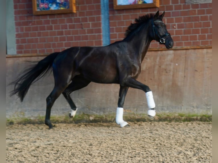 Caballo alemán Yegua 4 años Negro in Paderborn