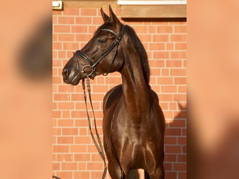 Caballo alemán Yegua 4 años Negro in Paderborn