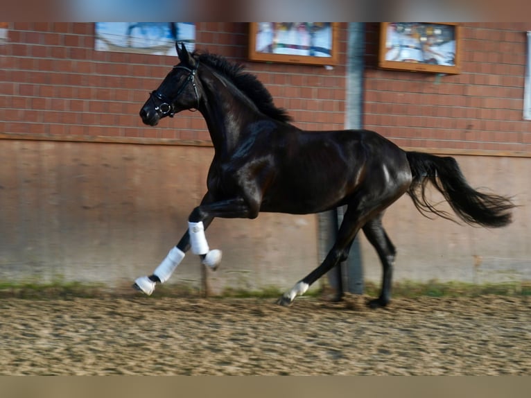 Caballo alemán Yegua 4 años Negro in Paderborn