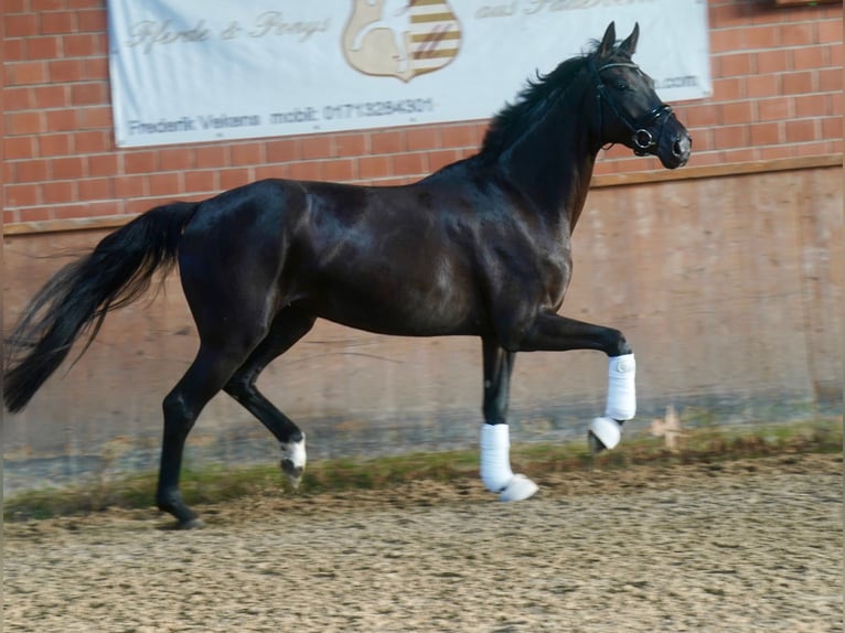 Caballo alemán Yegua 4 años Negro in Paderborn