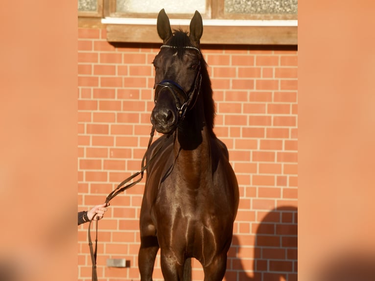 Caballo alemán Yegua 4 años Negro in Paderborn