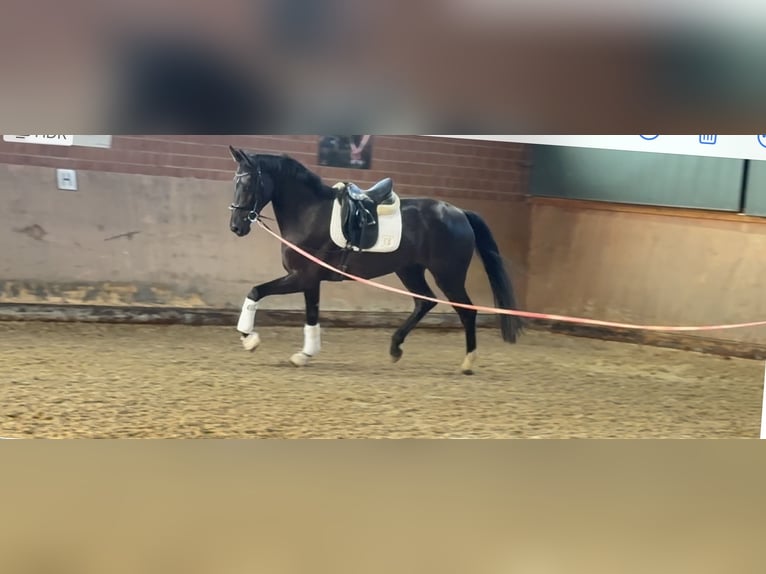 Caballo alemán Yegua 4 años Negro in Paderborn