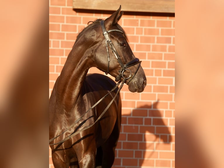 Caballo alemán Yegua 4 años Negro in Paderborn