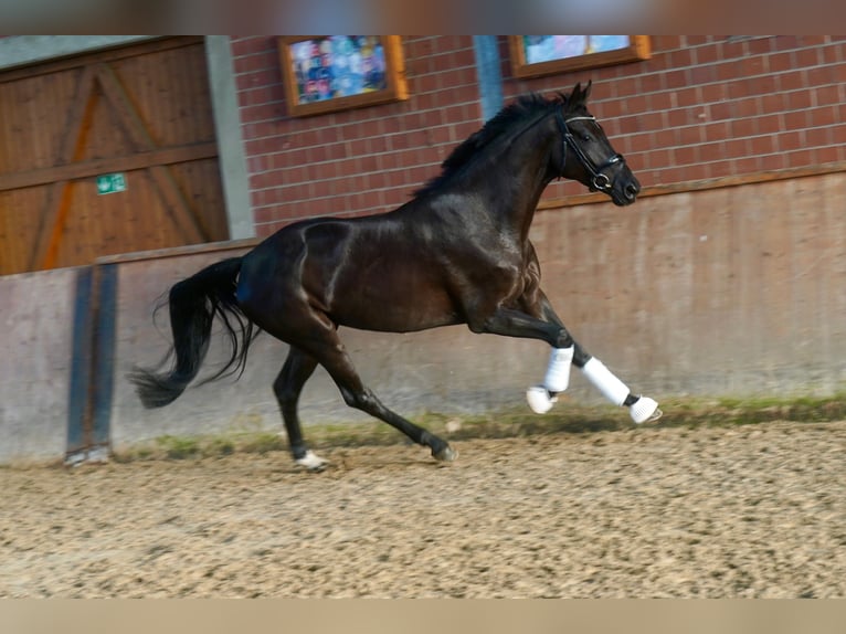Caballo alemán Yegua 4 años Negro in Paderborn