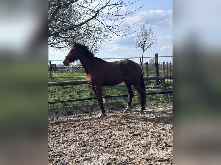 Caballo alemán Mestizo Yegua 5 años 153 cm Alazán-tostado in Emmerich