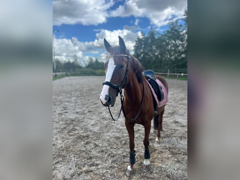 Caballo alemán Mestizo Yegua 5 años 153 cm Alazán-tostado in Emmerich
