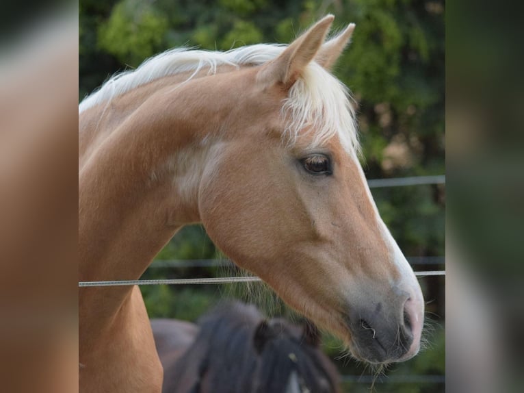 Caballo alemán Yegua 5 años 154 cm Palomino in Uetze