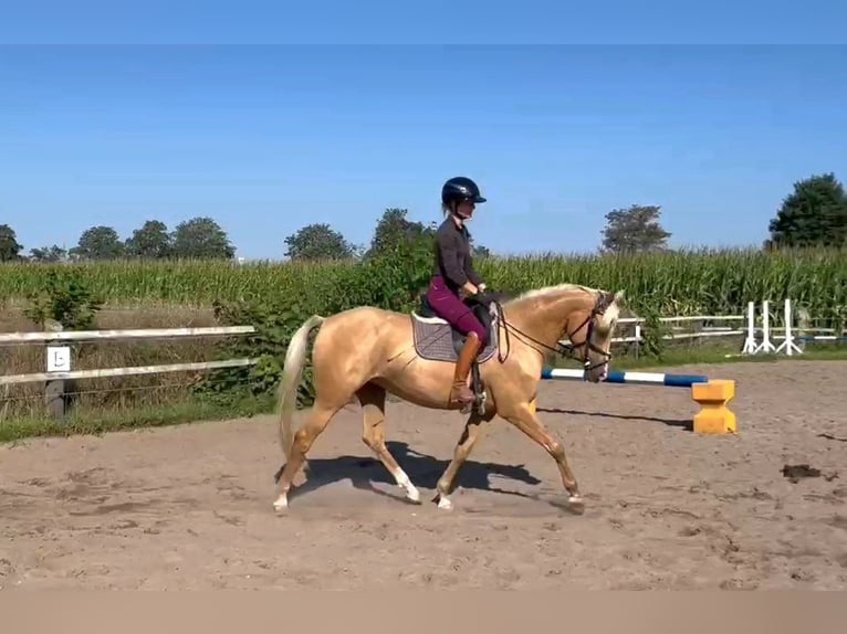 Caballo alemán Yegua 5 años 154 cm Palomino in Uetze