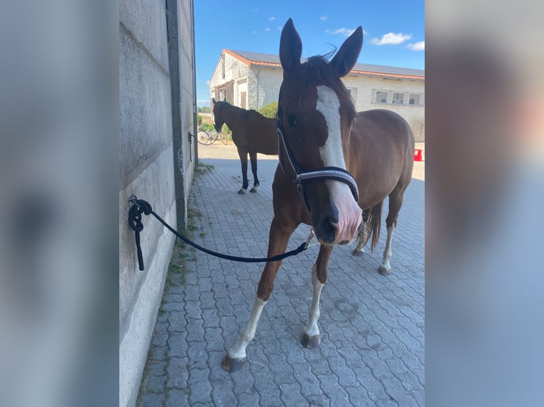 Caballo alemán Yegua 5 años 155 cm Alazán in Gerwisch