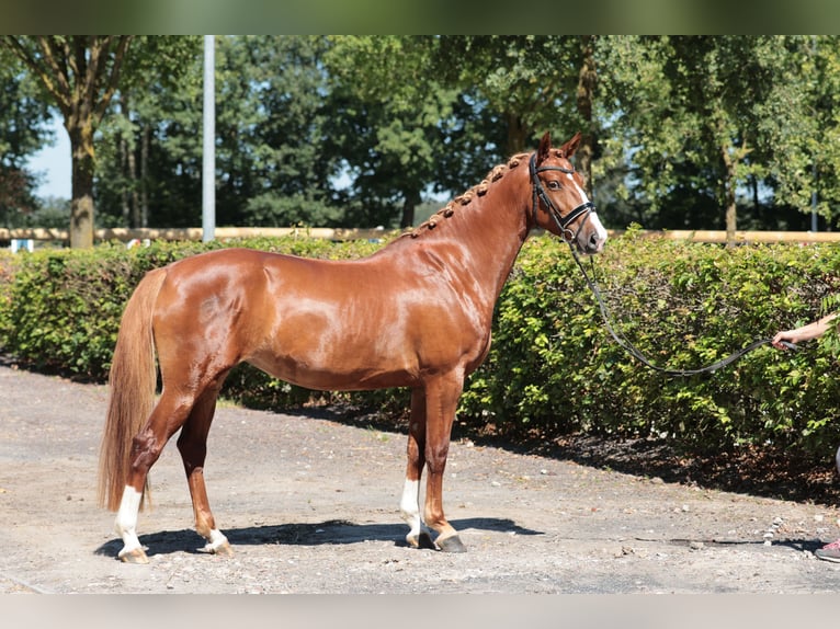 Caballo alemán Yegua 5 años 158 cm Alazán in Greven