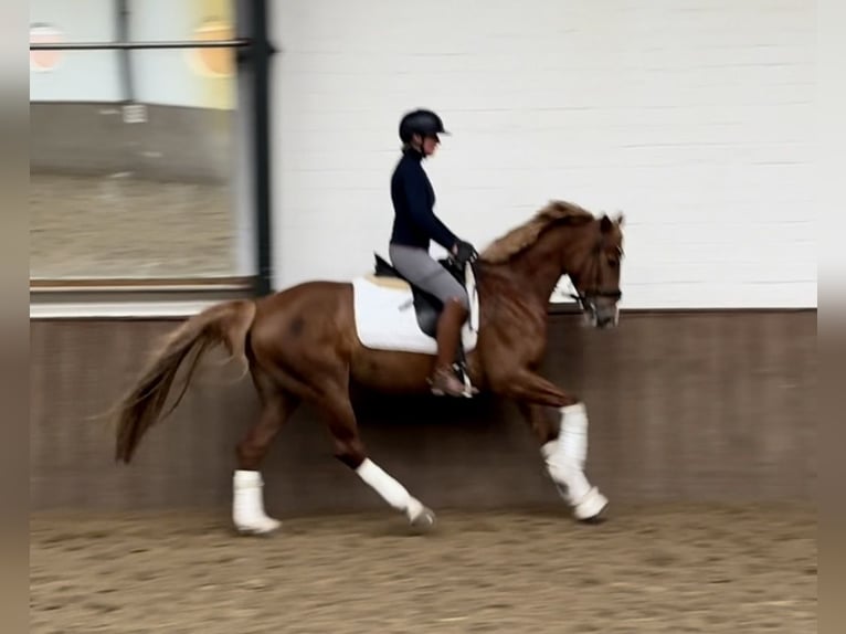 Caballo alemán Yegua 5 años 160 cm Alazán-tostado in Greven