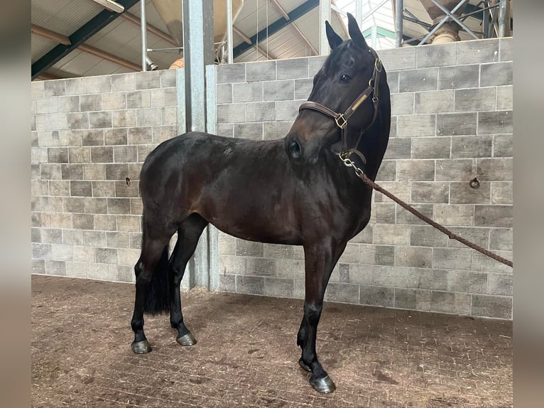 Caballo alemán Yegua 5 años 160 cm Negro in essingen