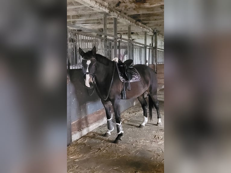 Caballo alemán Yegua 5 años 161 cm in Krüssau