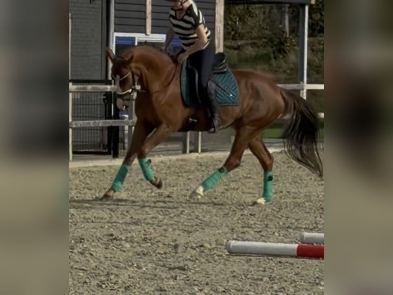 Caballo alemán Yegua 5 años 162 cm Alazán in Nettetal