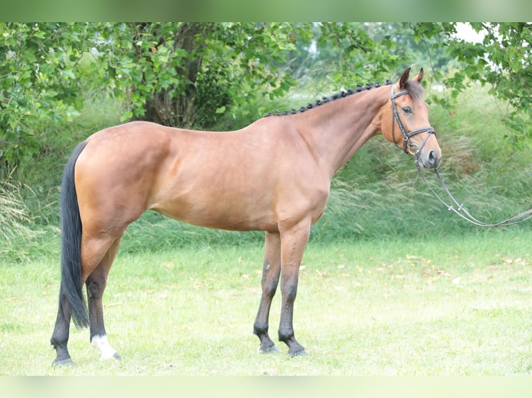 Caballo alemán Yegua 5 años 163 cm Castaño in Neuenrade