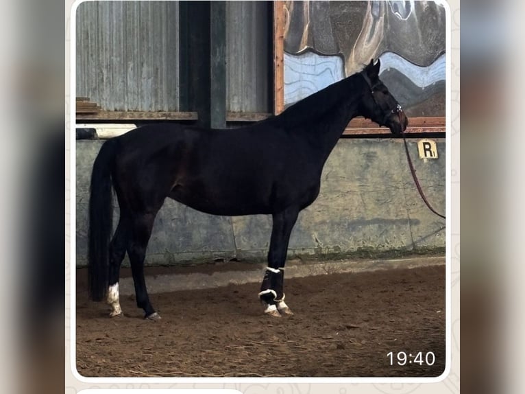 Caballo alemán Yegua 5 años 163 cm Castaño oscuro in Geilenkirchen