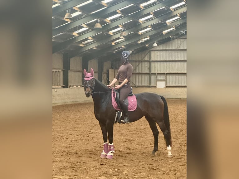 Caballo alemán Yegua 5 años 163 cm Castaño oscuro in Geilenkirchen