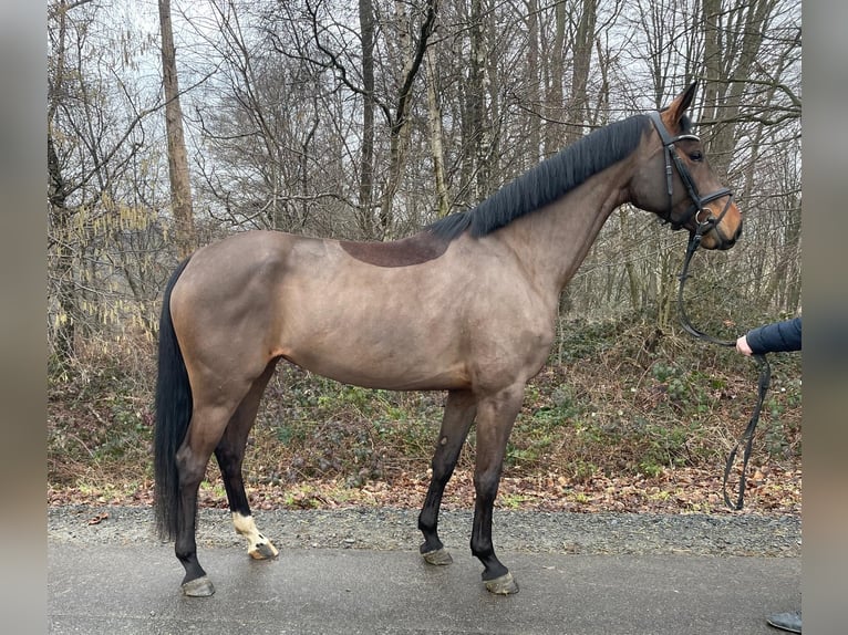 Caballo alemán Yegua 5 años 164 cm Castaño in Overath