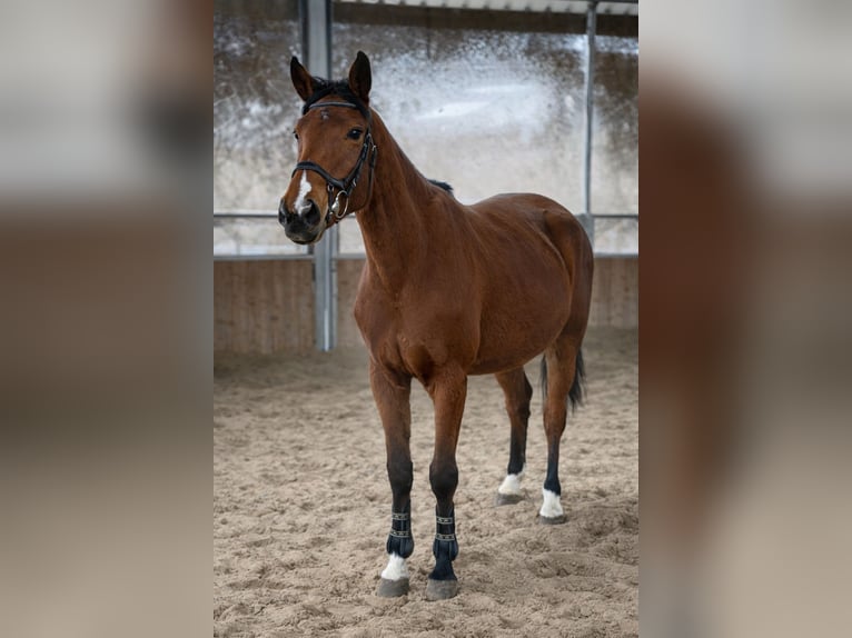 Caballo alemán Yegua 5 años 164 cm Castaño in Wermelskirchen